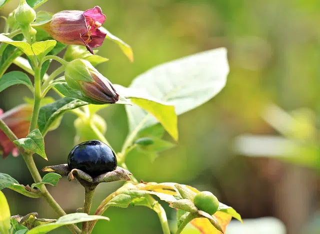 Atropa belladonna