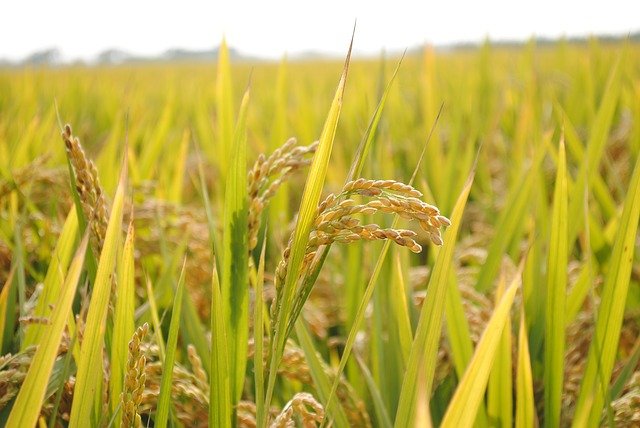 Inflorescence