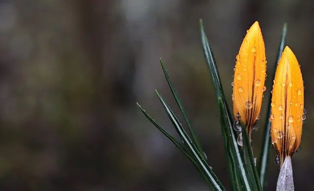 Flower opening