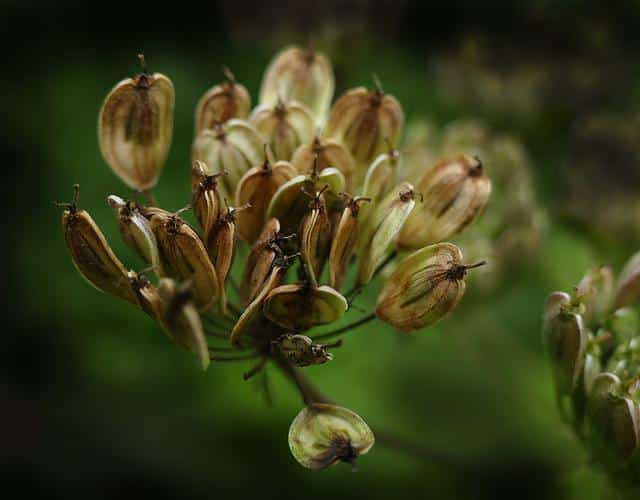 Pimpinella anisum