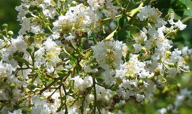 Myrtus communis