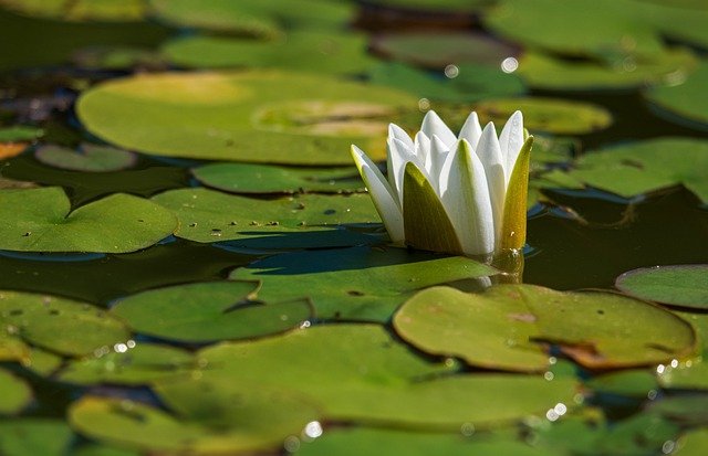 flower in water