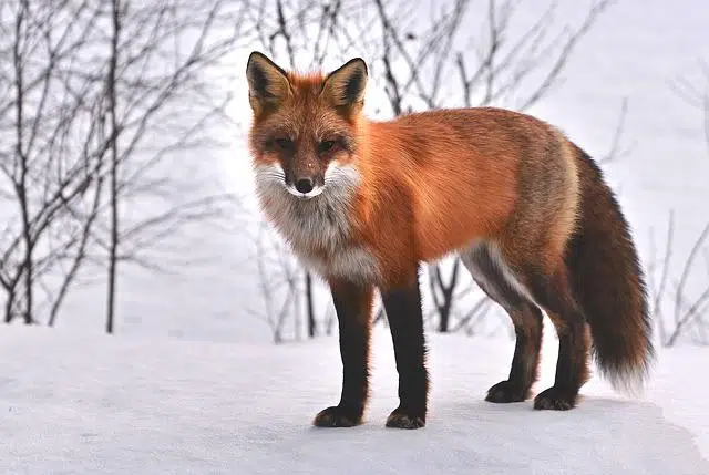 Vulpes vulpes