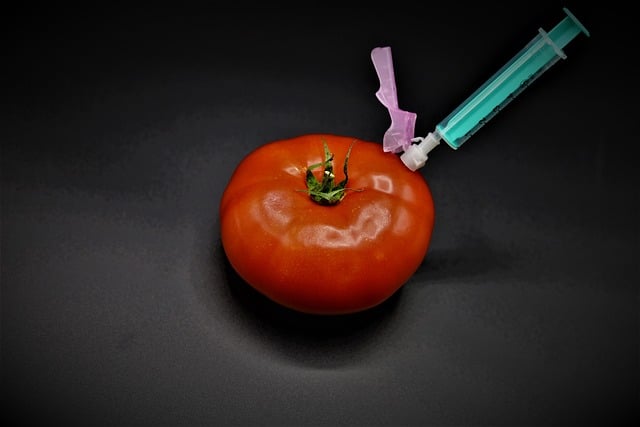 Tomato