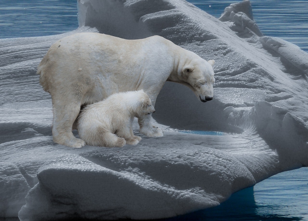 Polar bears, affected by climate change