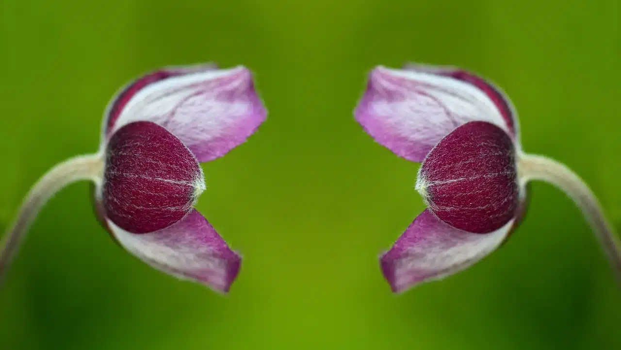 Cloned plants