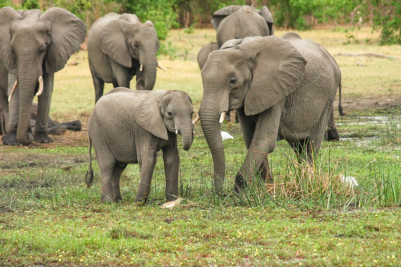 Elephants in freedom