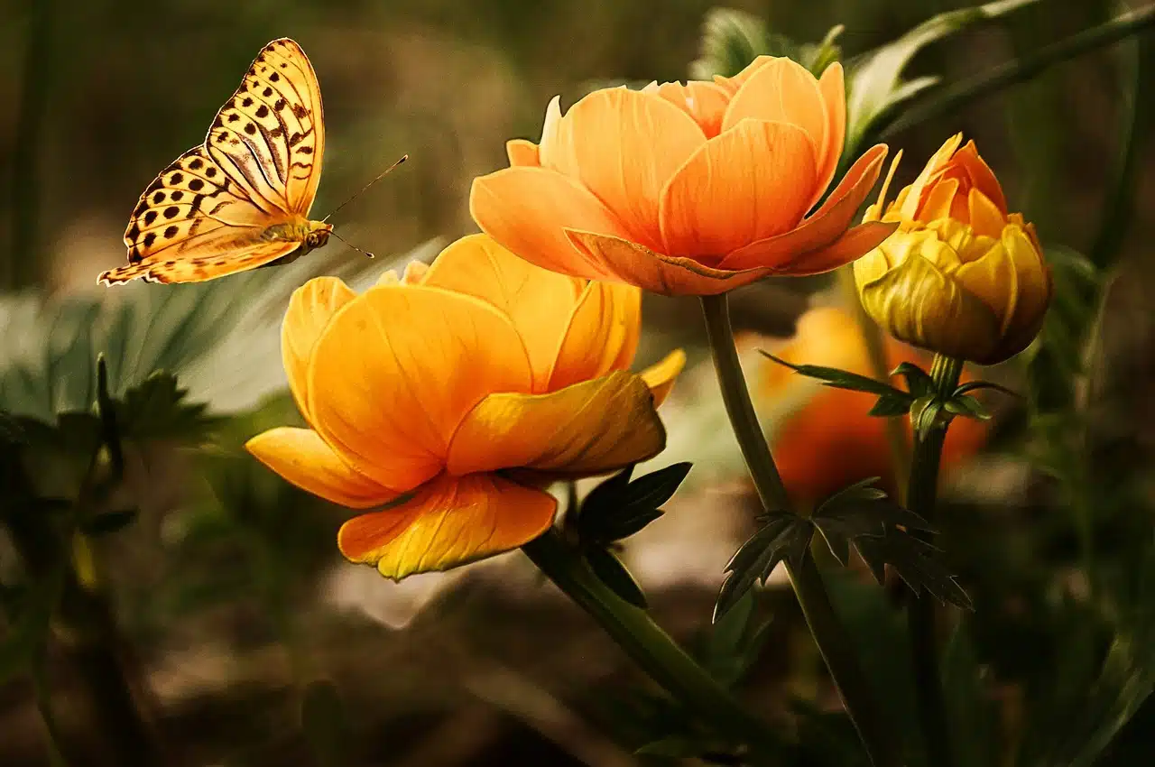 Butterfly on a flower