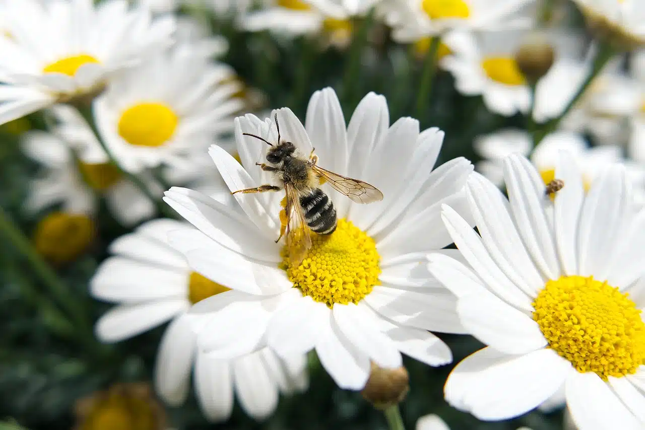 Pollination