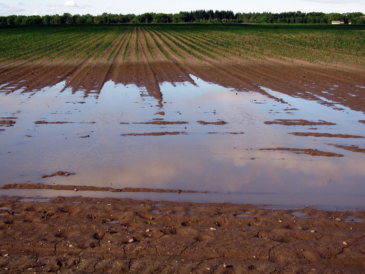 Water in the field