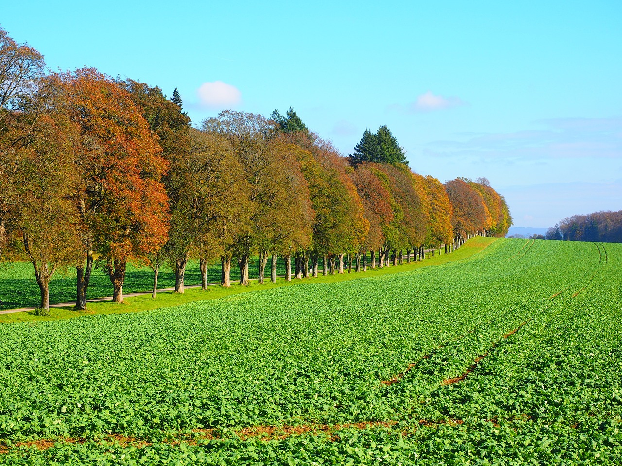 Crops