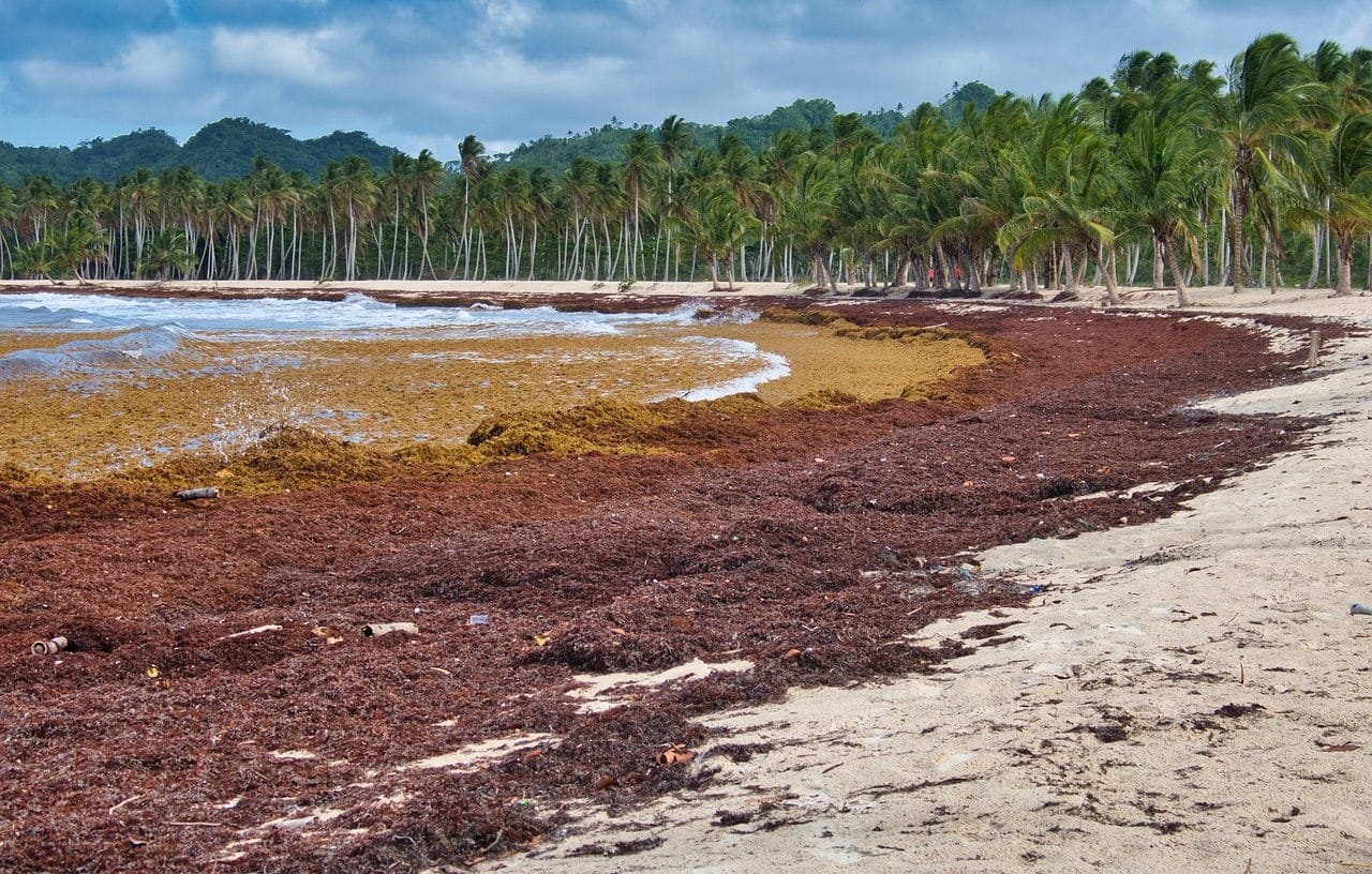 brown beach