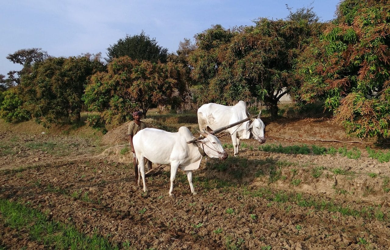 Animal-drawn plow