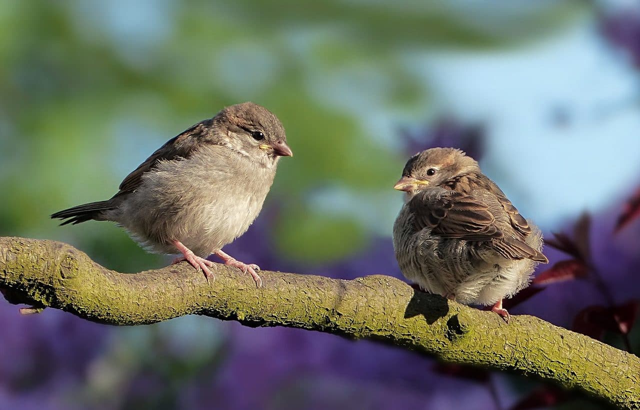 Sparrows