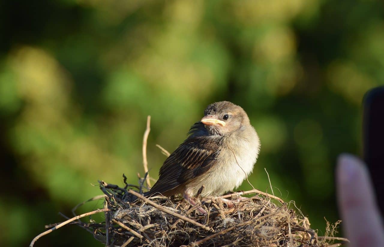 Sparrows and chicks