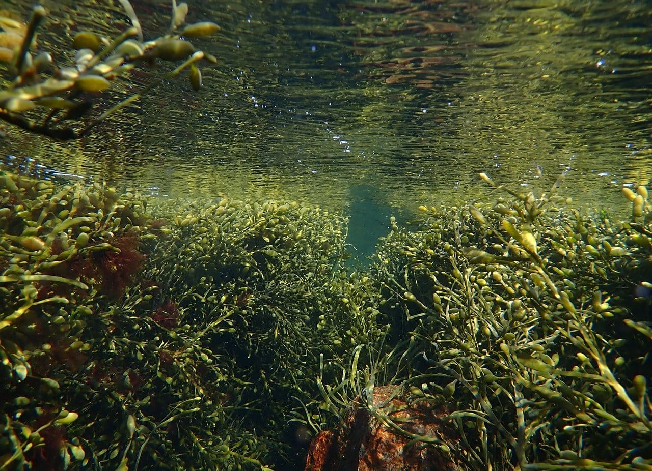 underwater vegetation