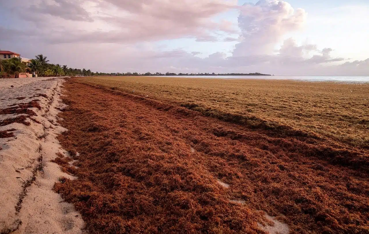 Sargassum