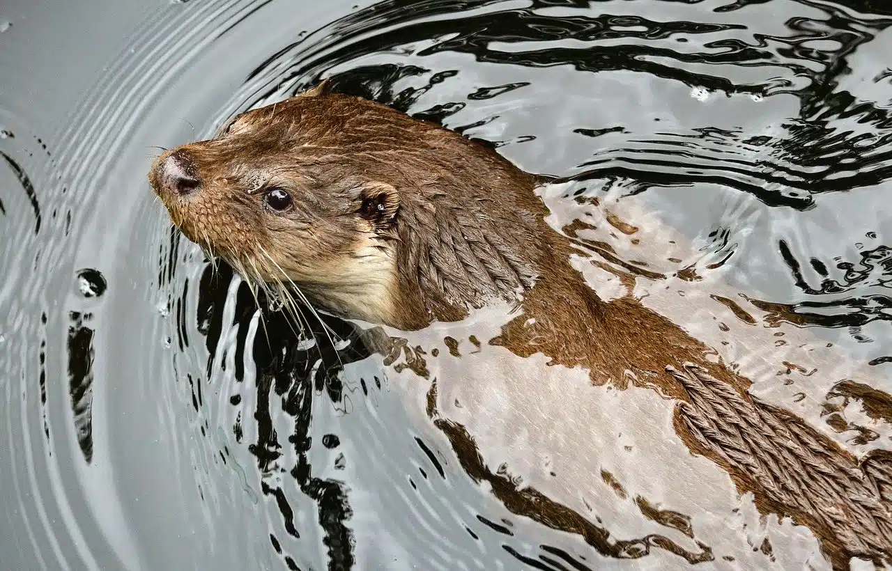 Otter swimming