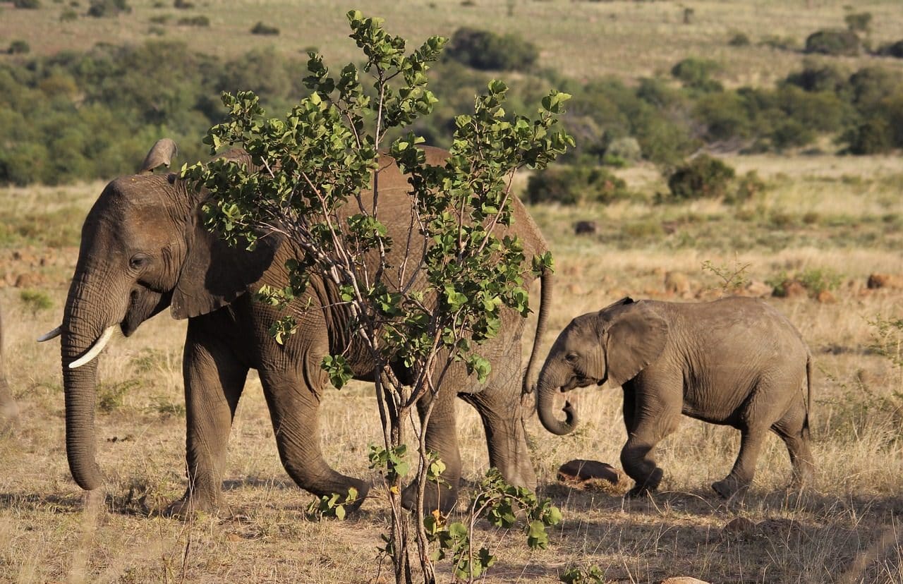 Elephants