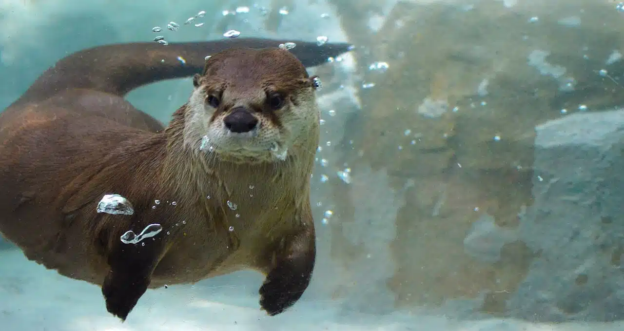 Aquarium with otters