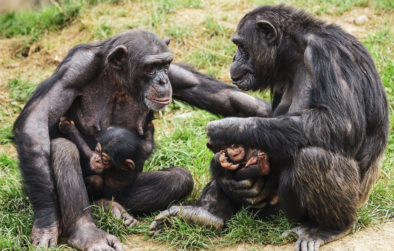 chimpanzee family