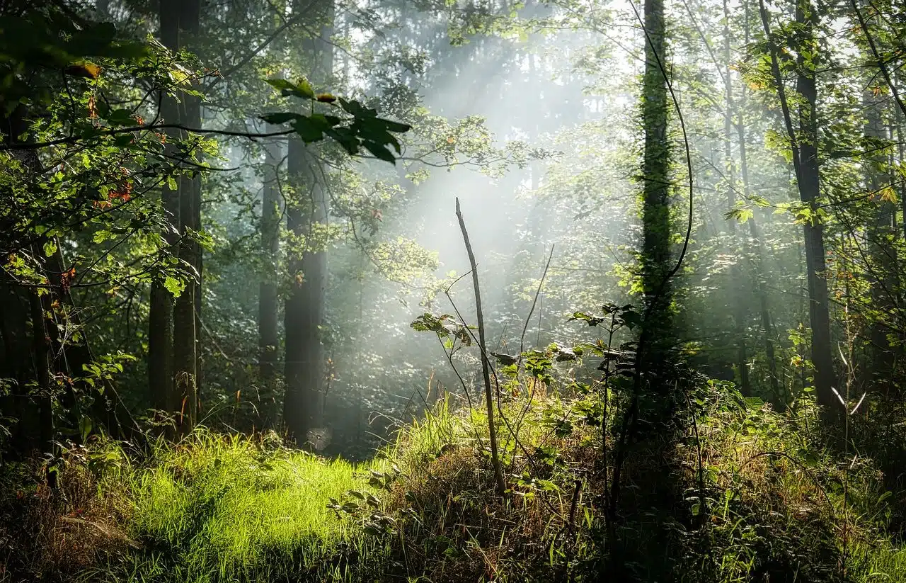 Rays of light falling on a leafy forest