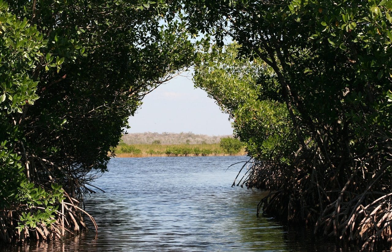 Mangroves