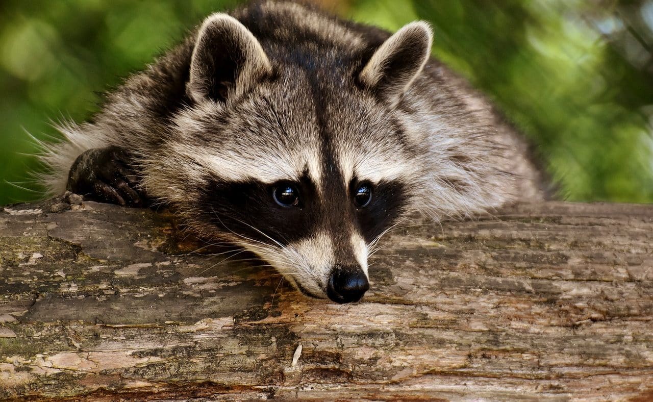 Raccoon on a log