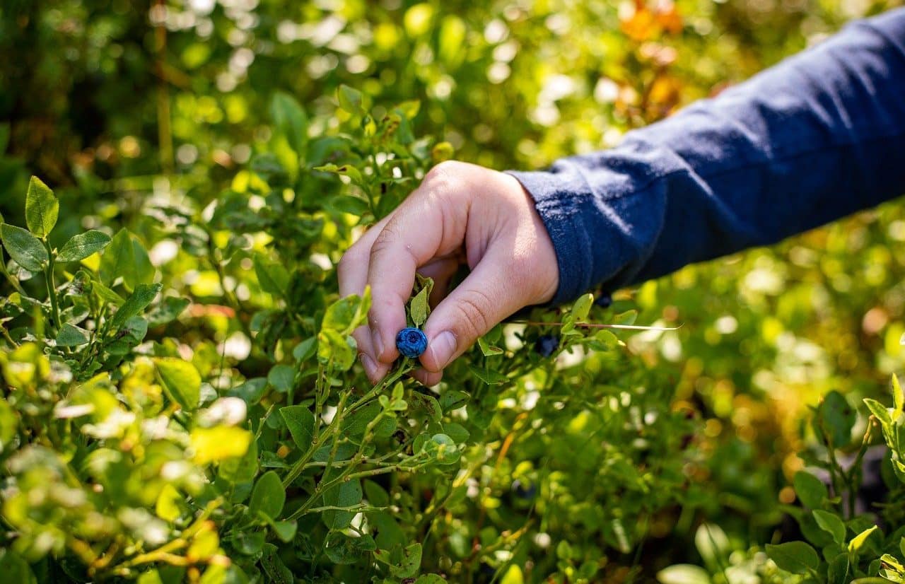 Biocontrol