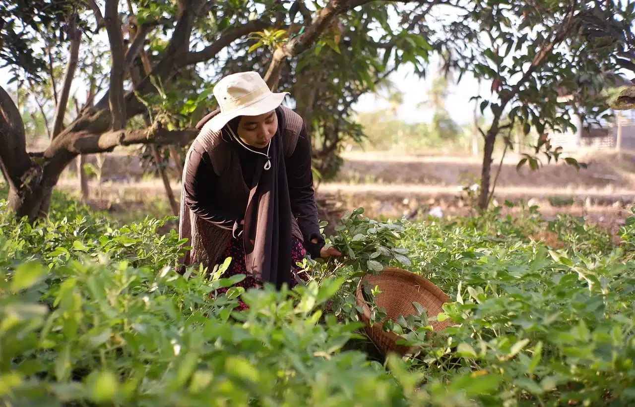 Agroecology