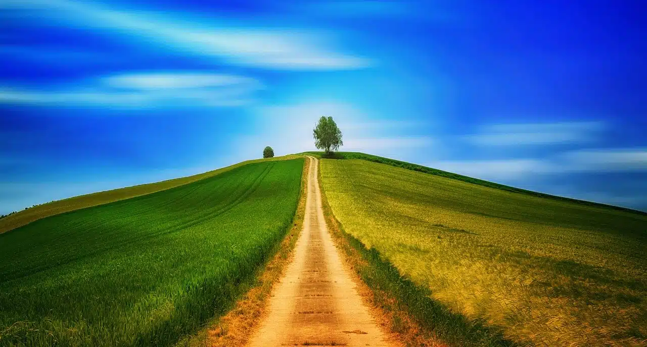 Dirt road towards a tree on the horizon