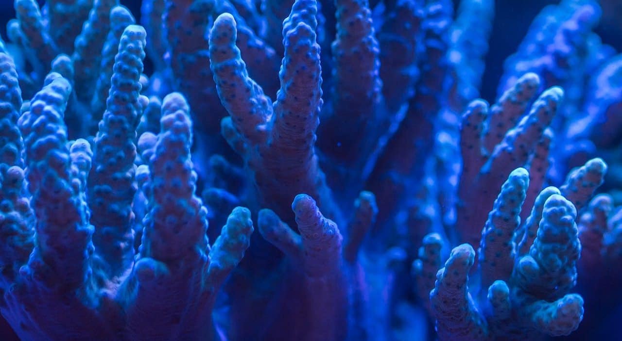 coral reef