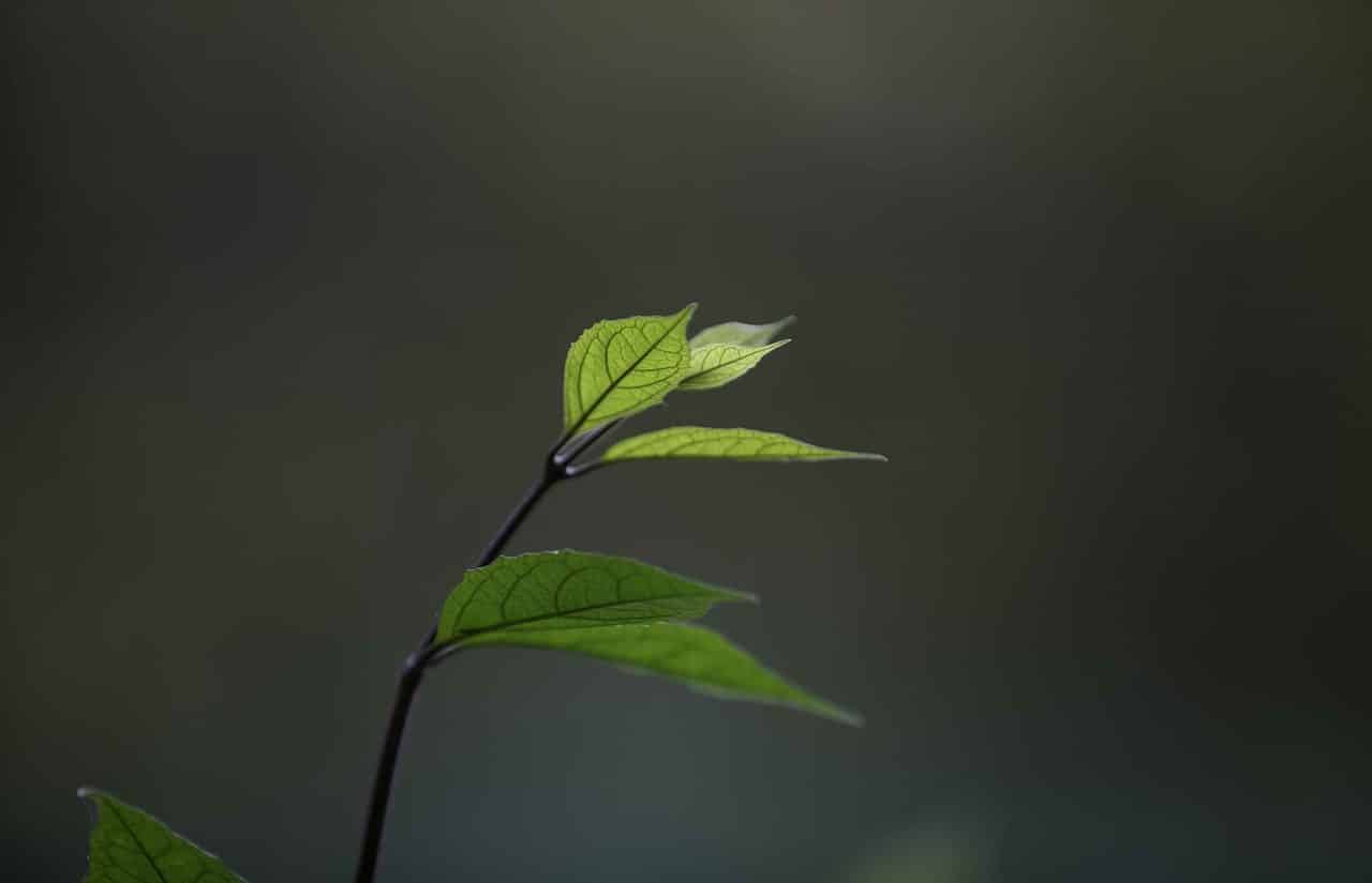 Stem and leaves