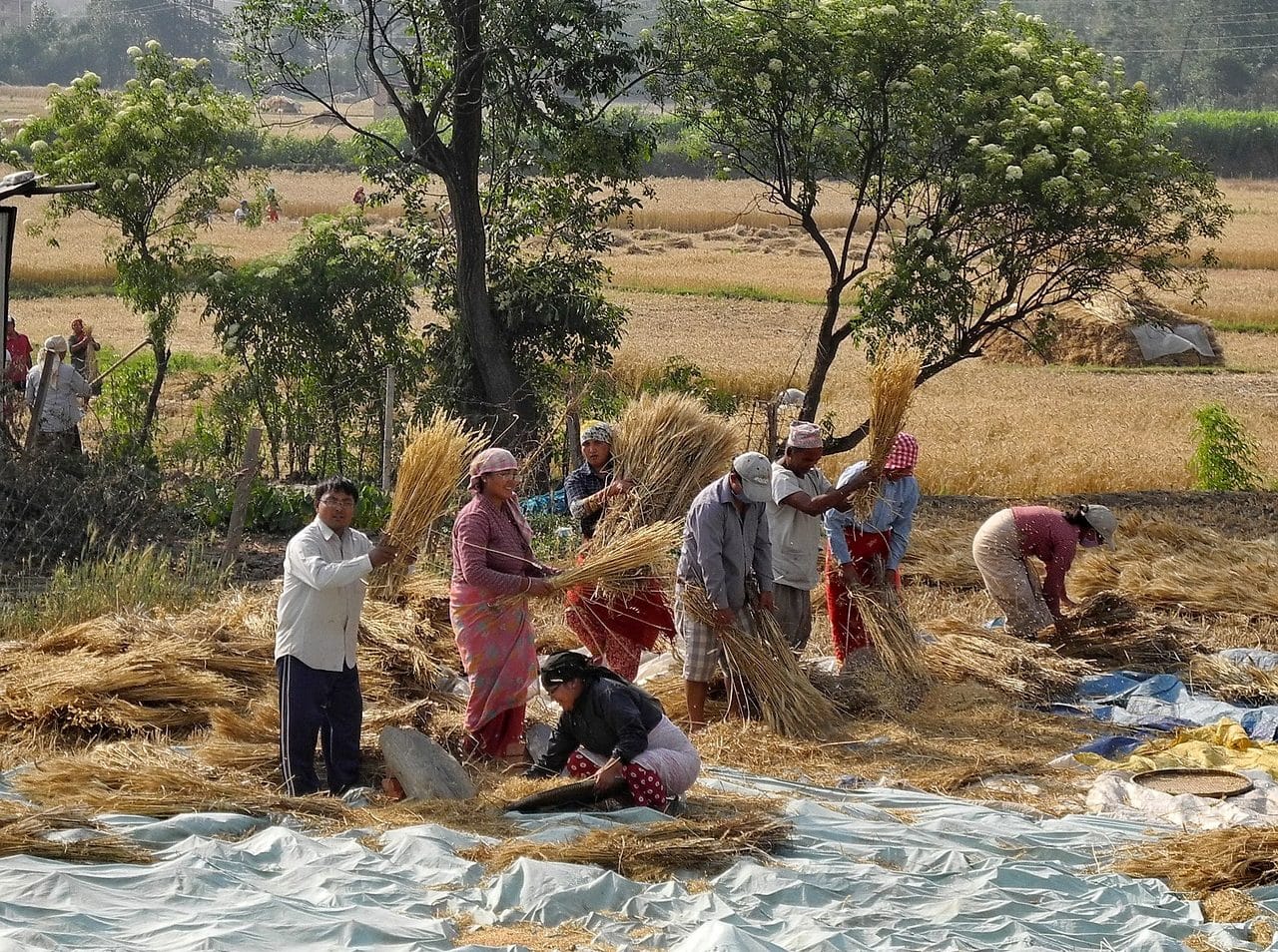 Agricultural workers