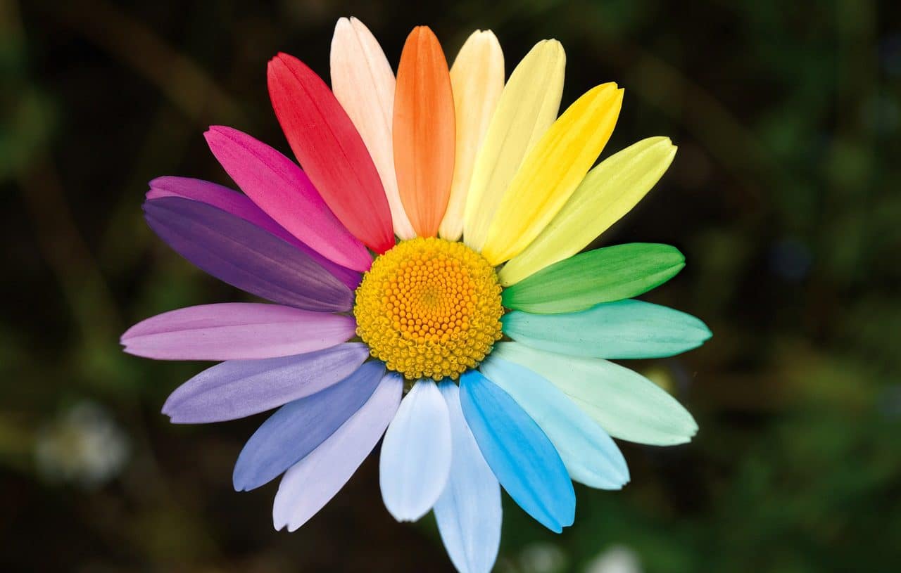 Flower with the colors of equality