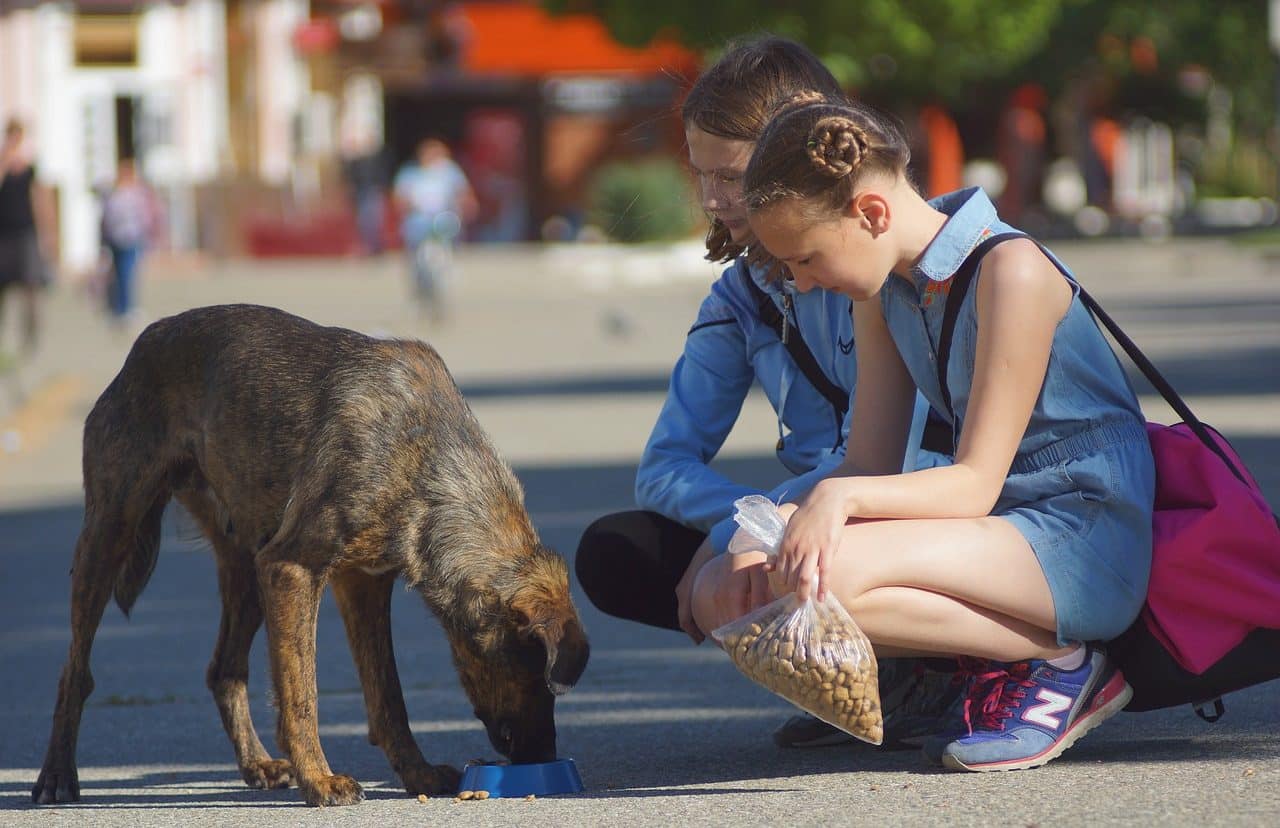 Two women feeding a stray dog