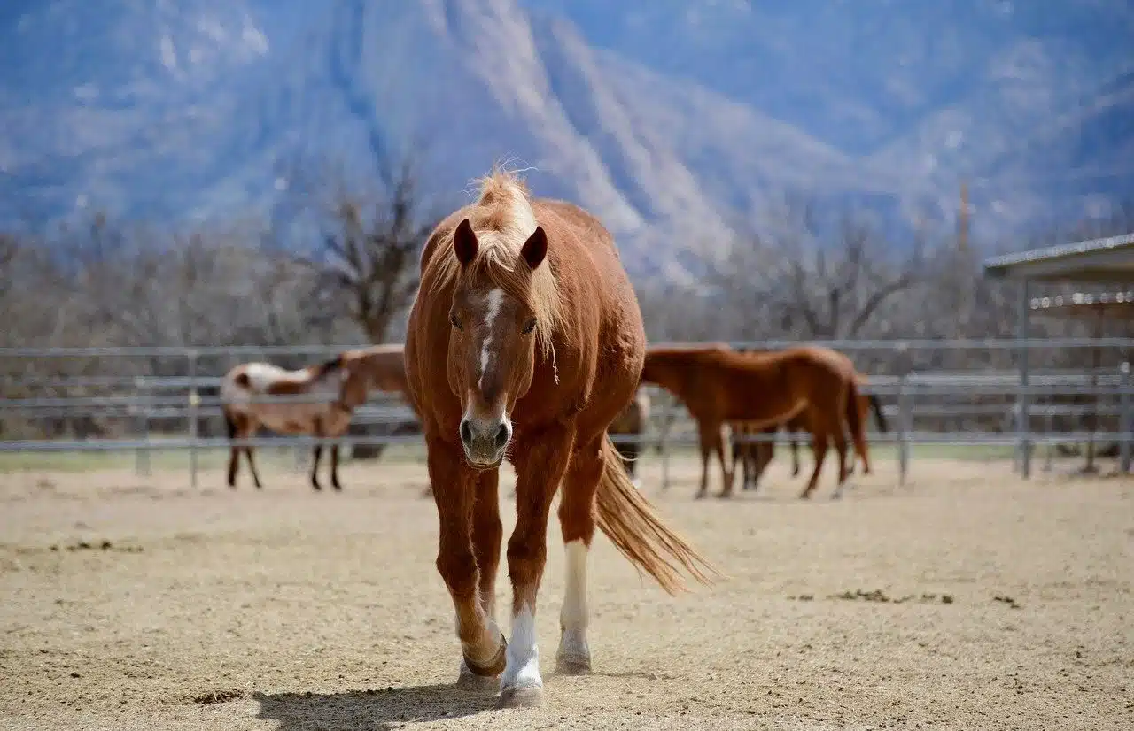 Horses in a pasture