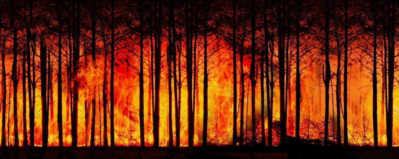 Forest on fire