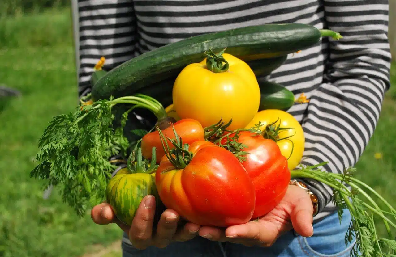 Vegetable garden