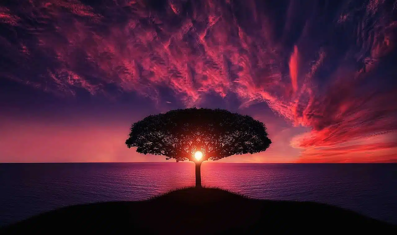 Sunlight filtering through a tree at sunset