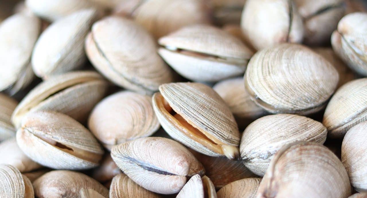 Clams