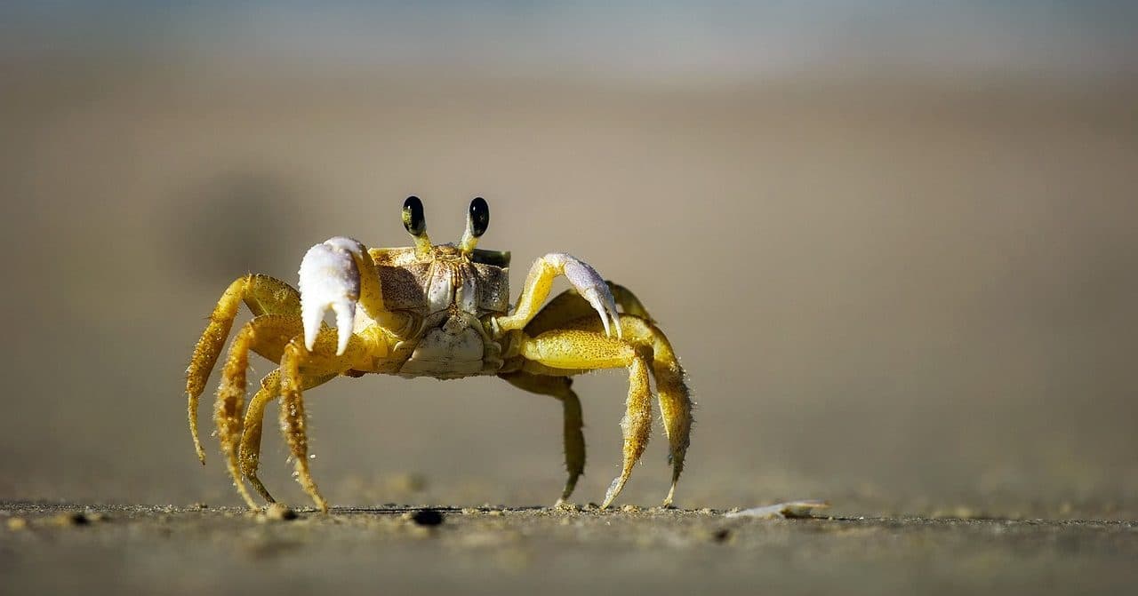 Crab on the sand