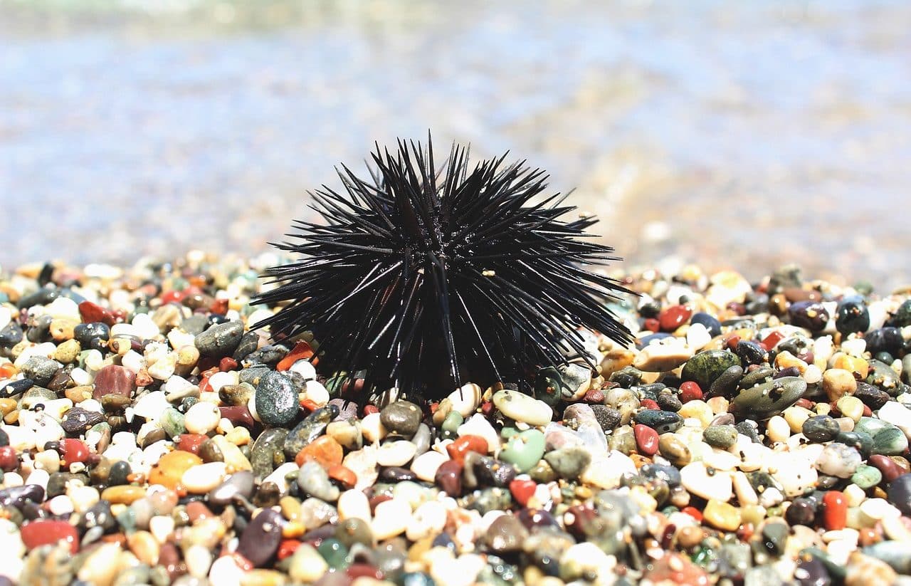 Sea urchin