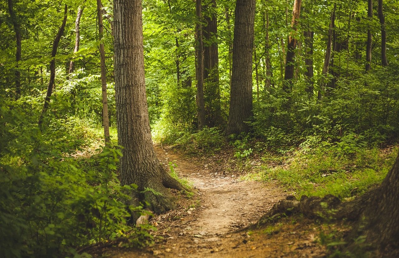 wooded paths