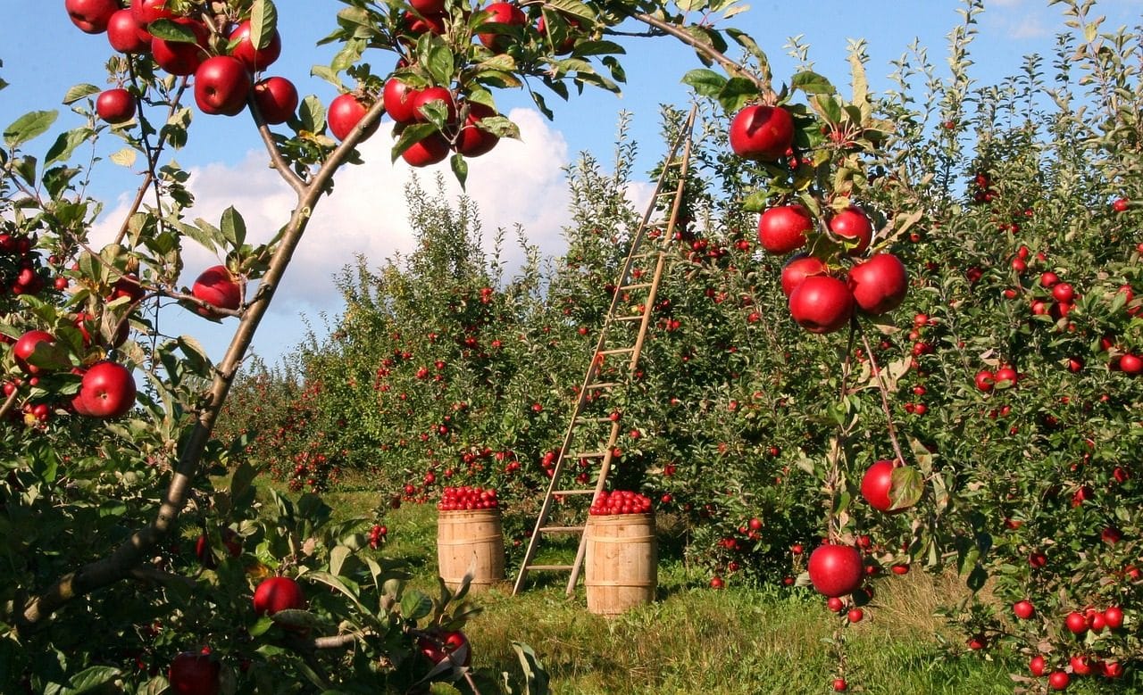 apple plantation