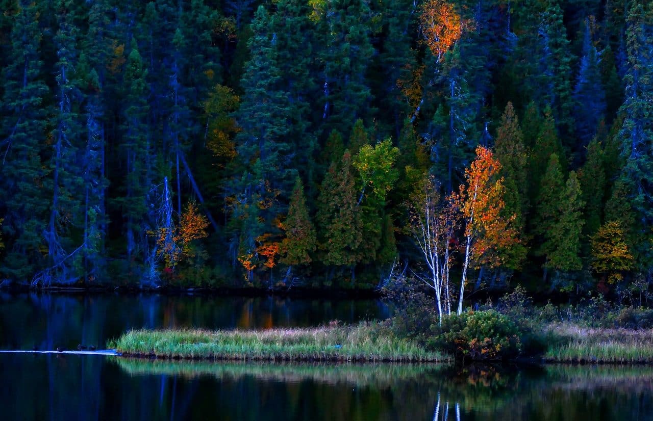 Forest with blue, green and yellow trees