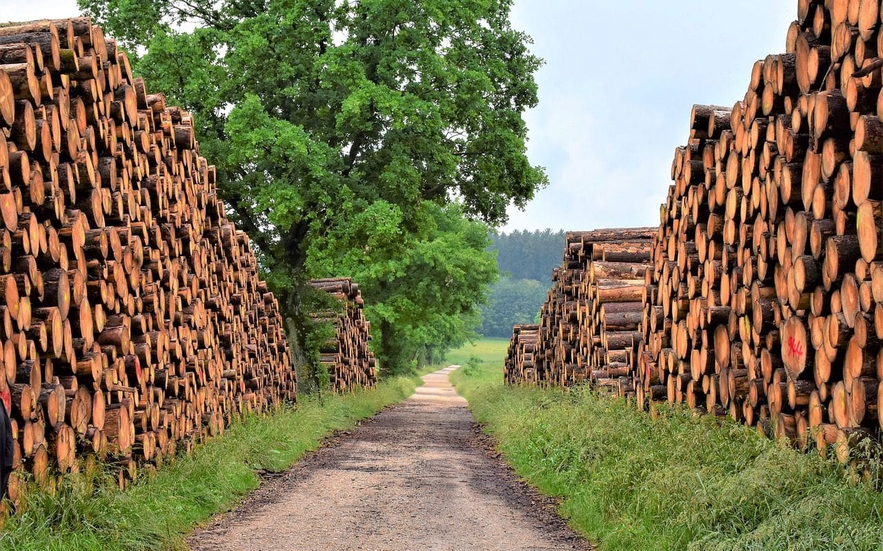 Piles of felled logs