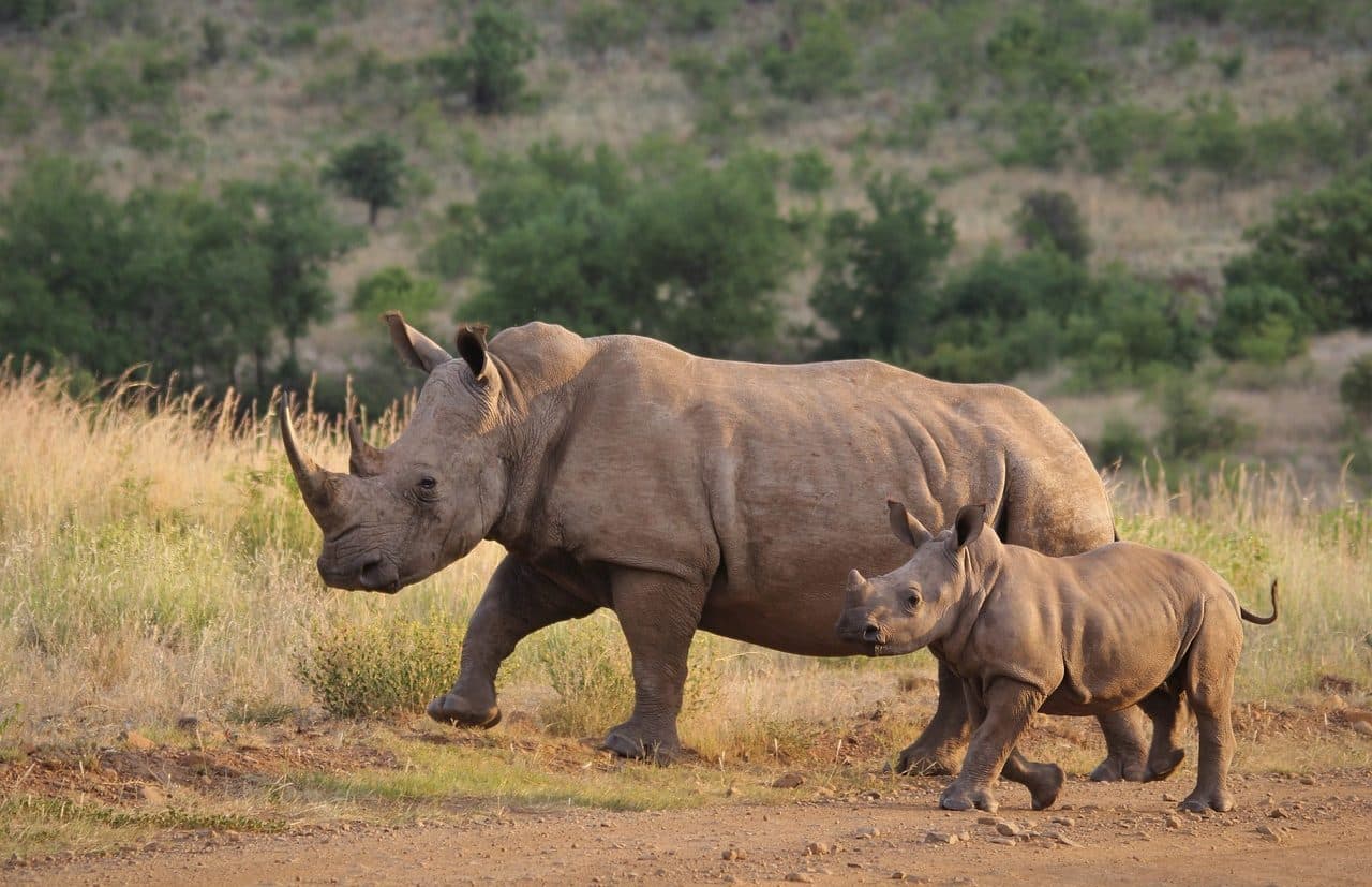 Rhino mother with her calf