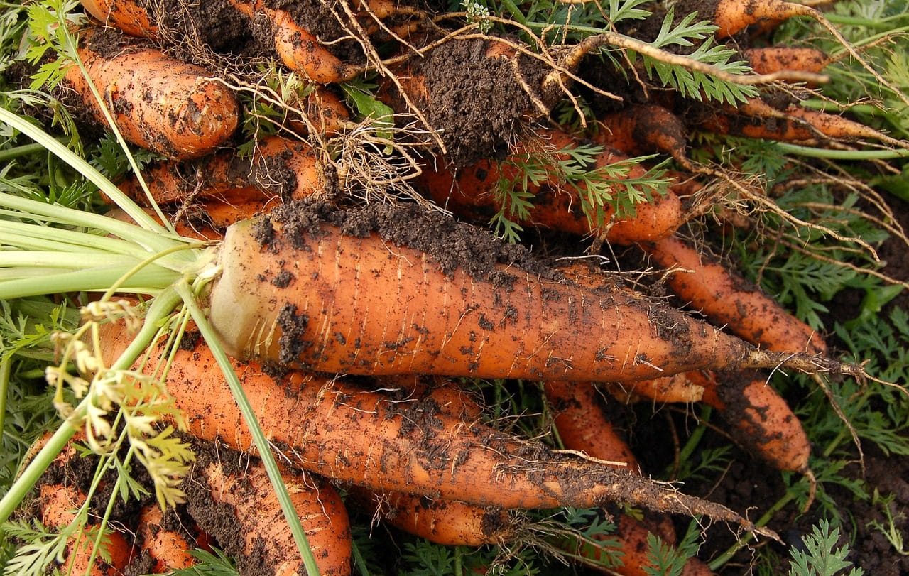 Freshly harvested carrots