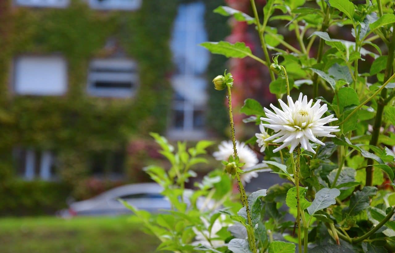 Urban garden flowers